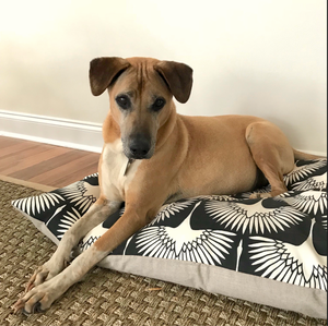 Dog laying on black bird dog bed